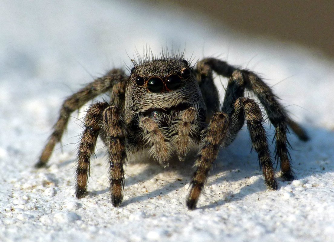 Виды тарантулов в россии фото и названия