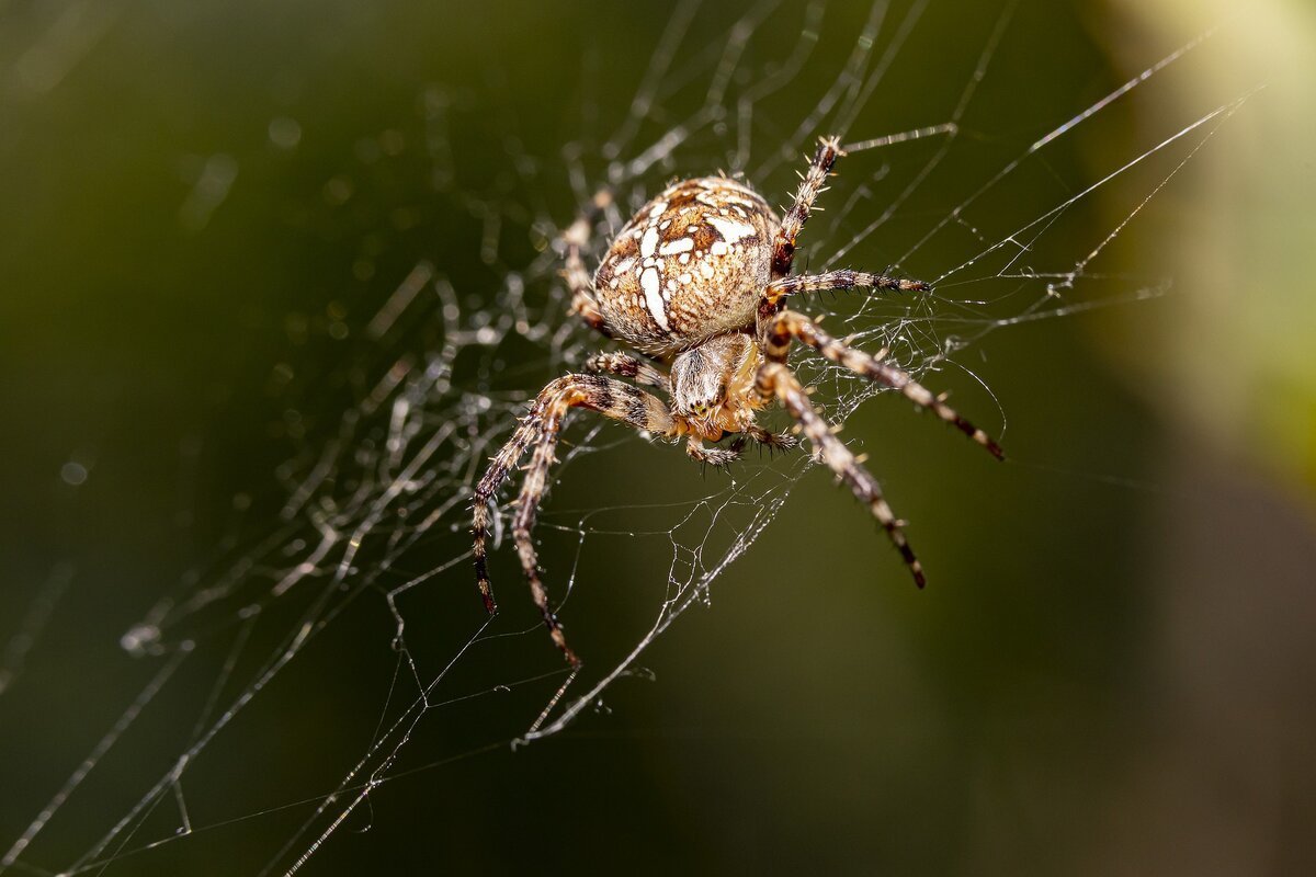 Фото виды пауков в россии