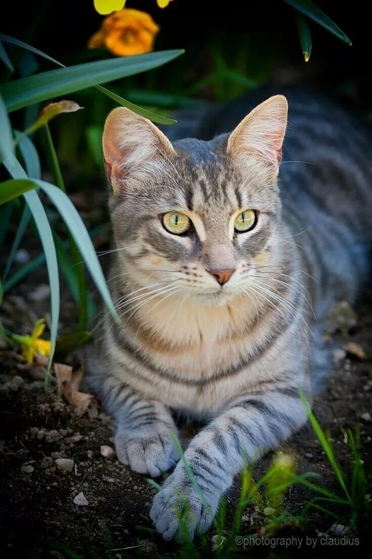 Фото кошек картинки кошек