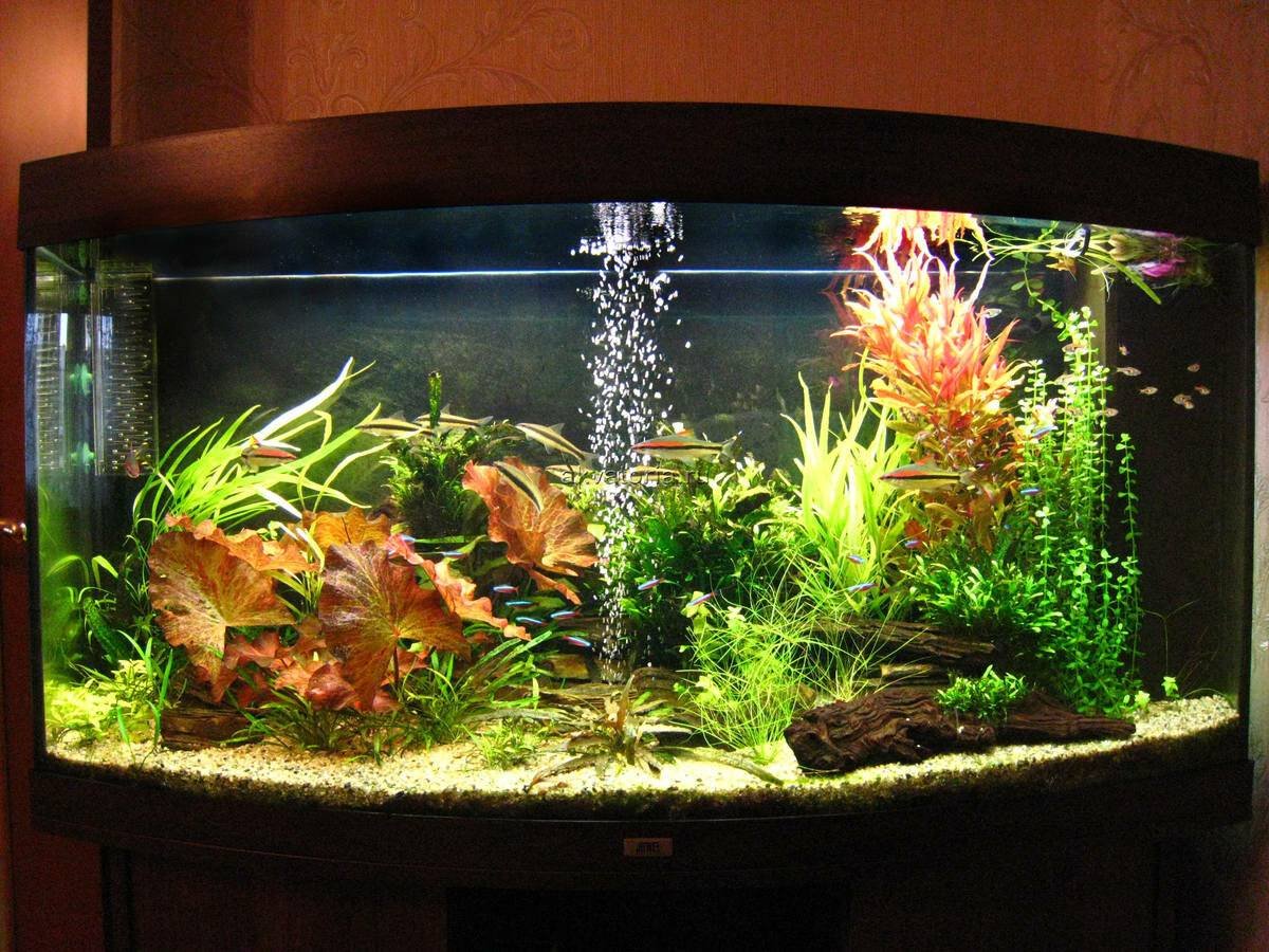 Аквариум наблюдать. Угловой аквариум травник. Травник в аквариуме на 170 литров. Рыбки для аквариума. Аквариум с растениями и рыбками.