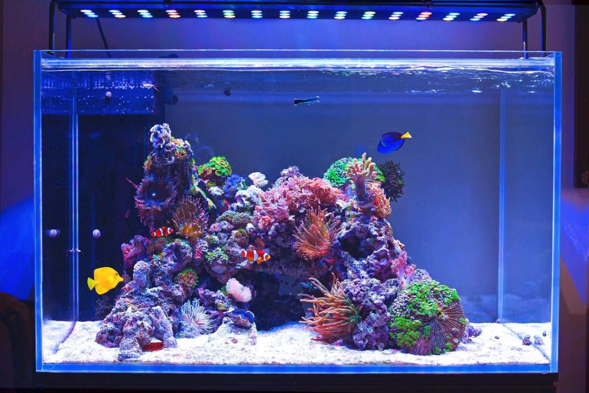 Aquarium. Аквариум. Морской аквариум. Красивые аквариумы. Рыбки для аквариума.