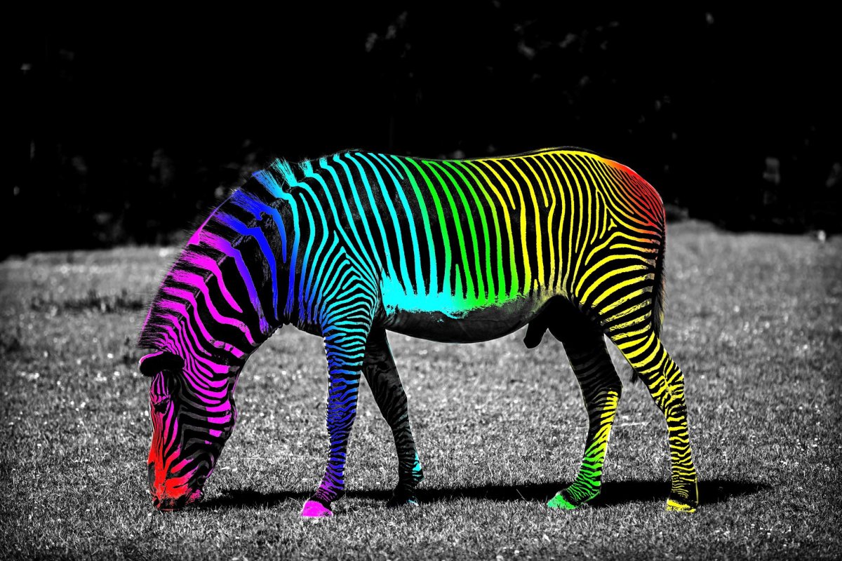 Зебра с цветными полосками