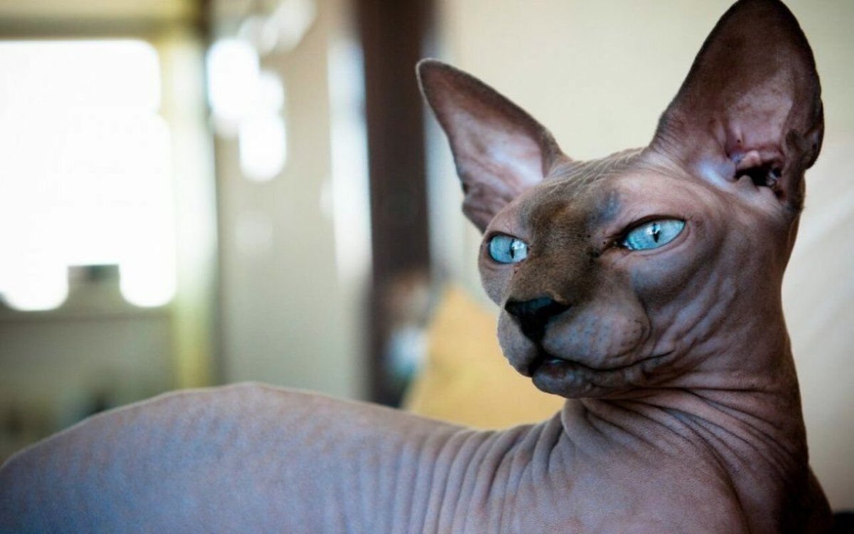 Египетская кошка лысая сфинкс