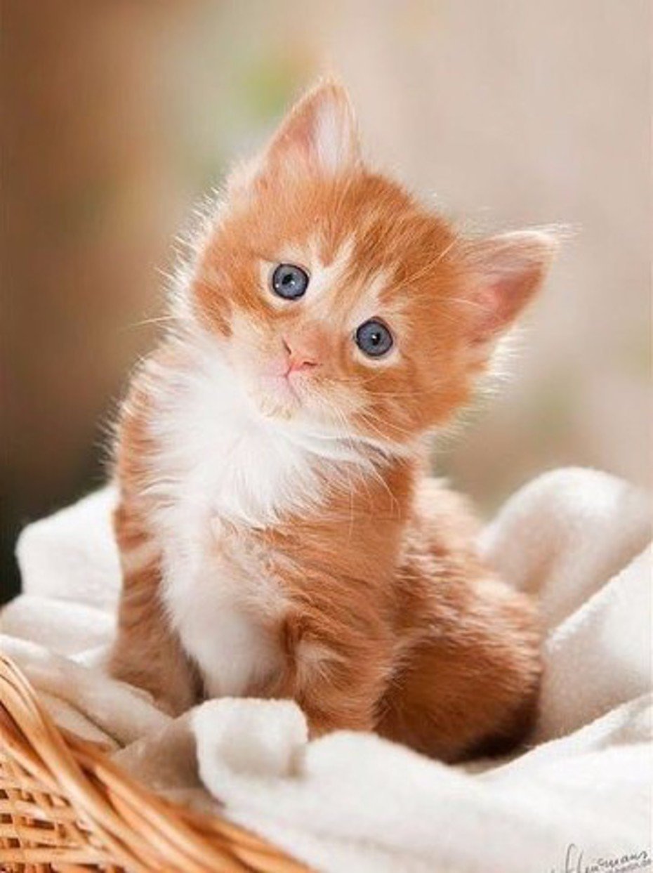 красивые картинки маленькие котики