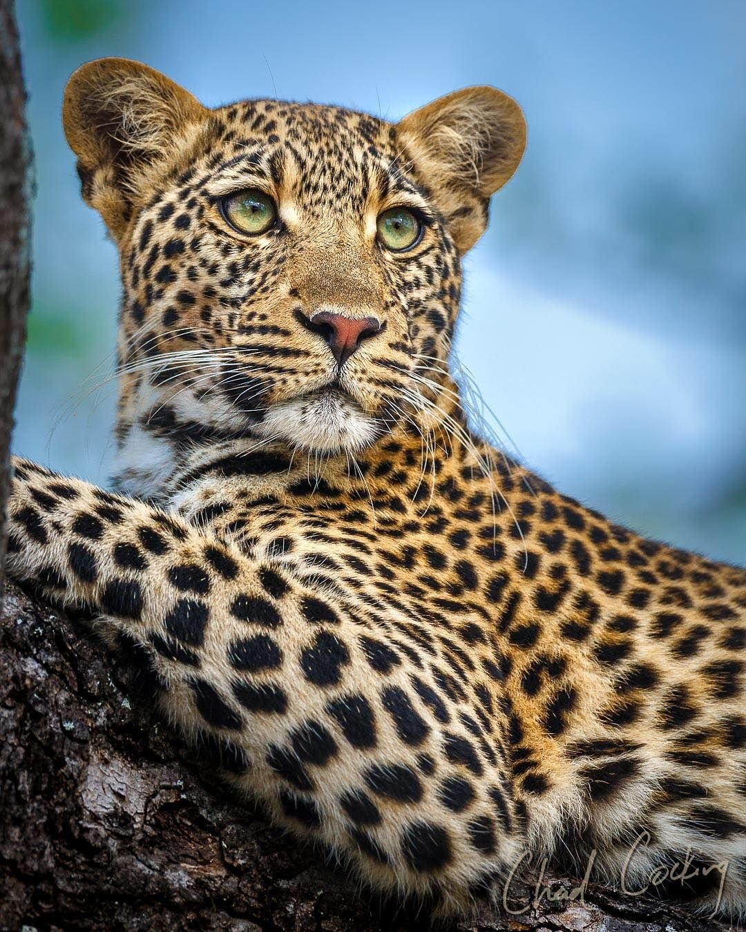 Анатолийский леопард