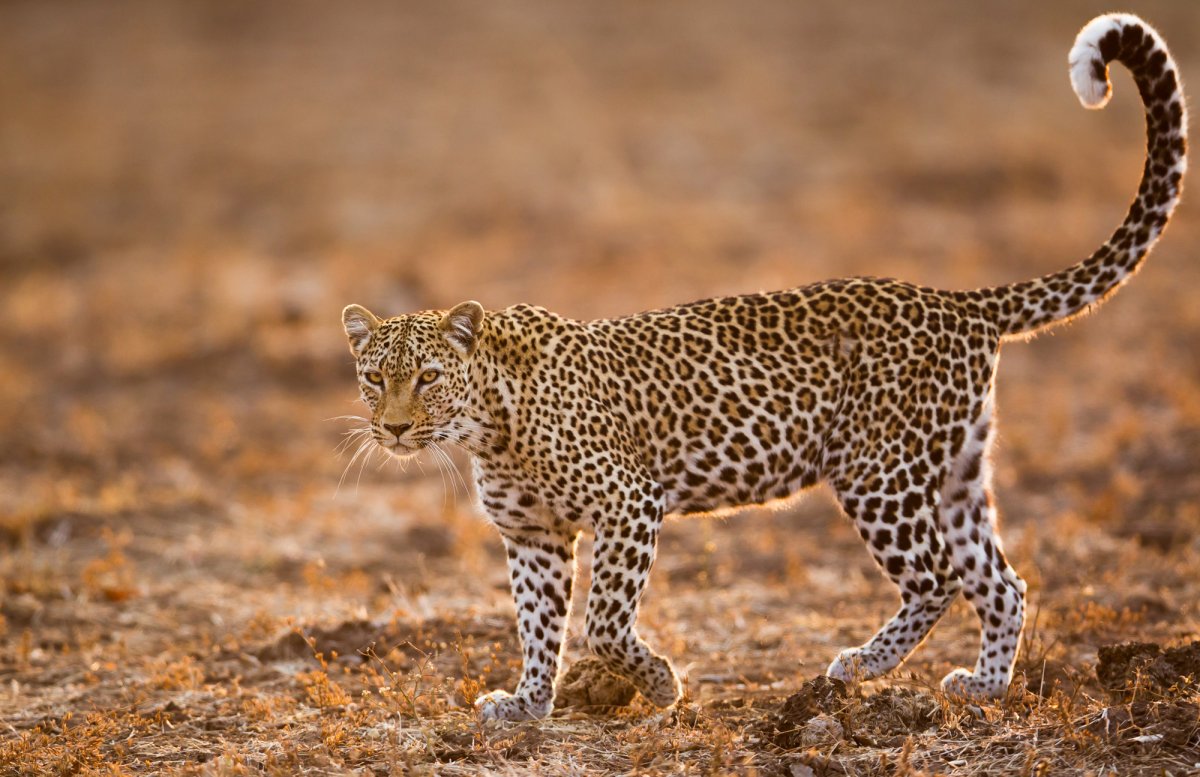 Изображение леопарда