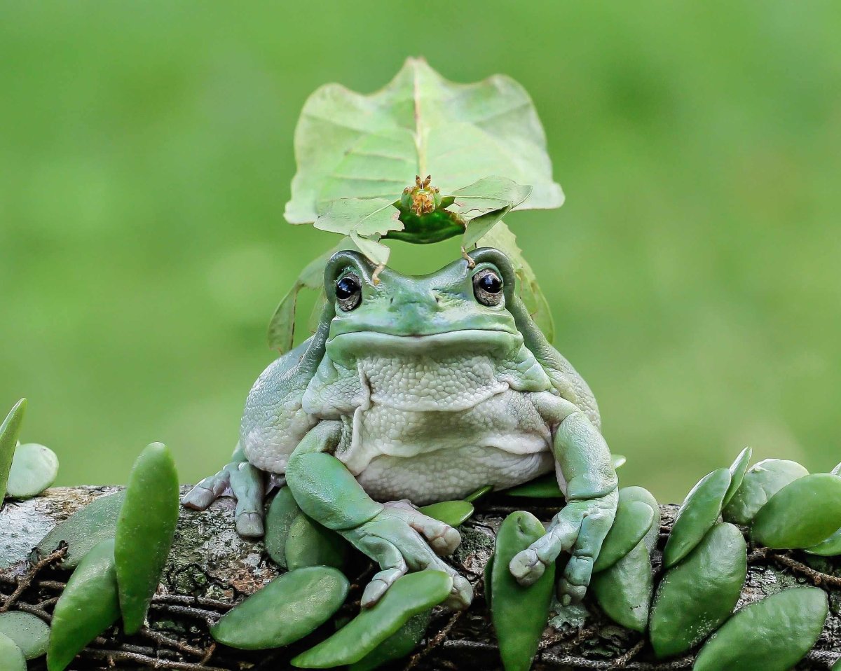 Прикольные фото жабы