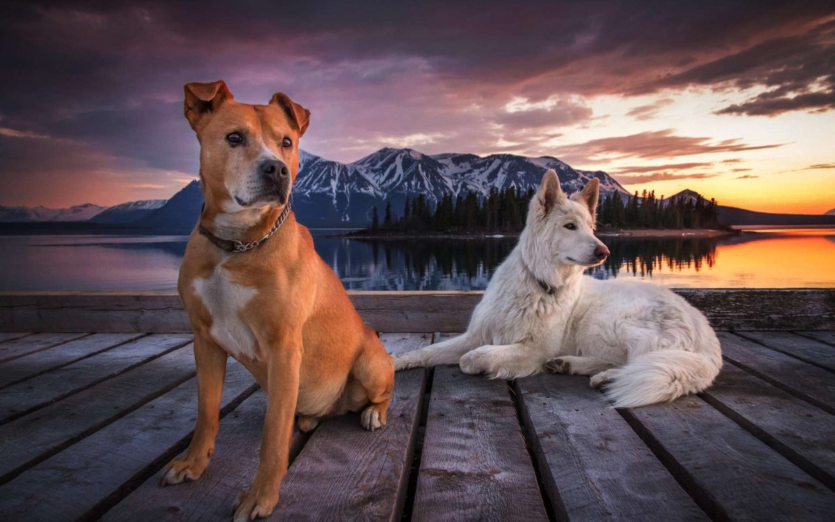 красивые собаки фото