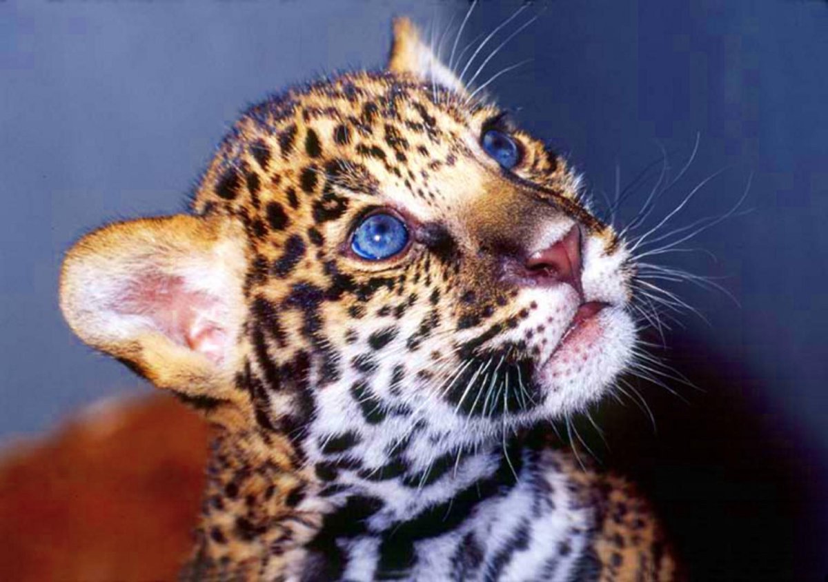 Ягуар котенок