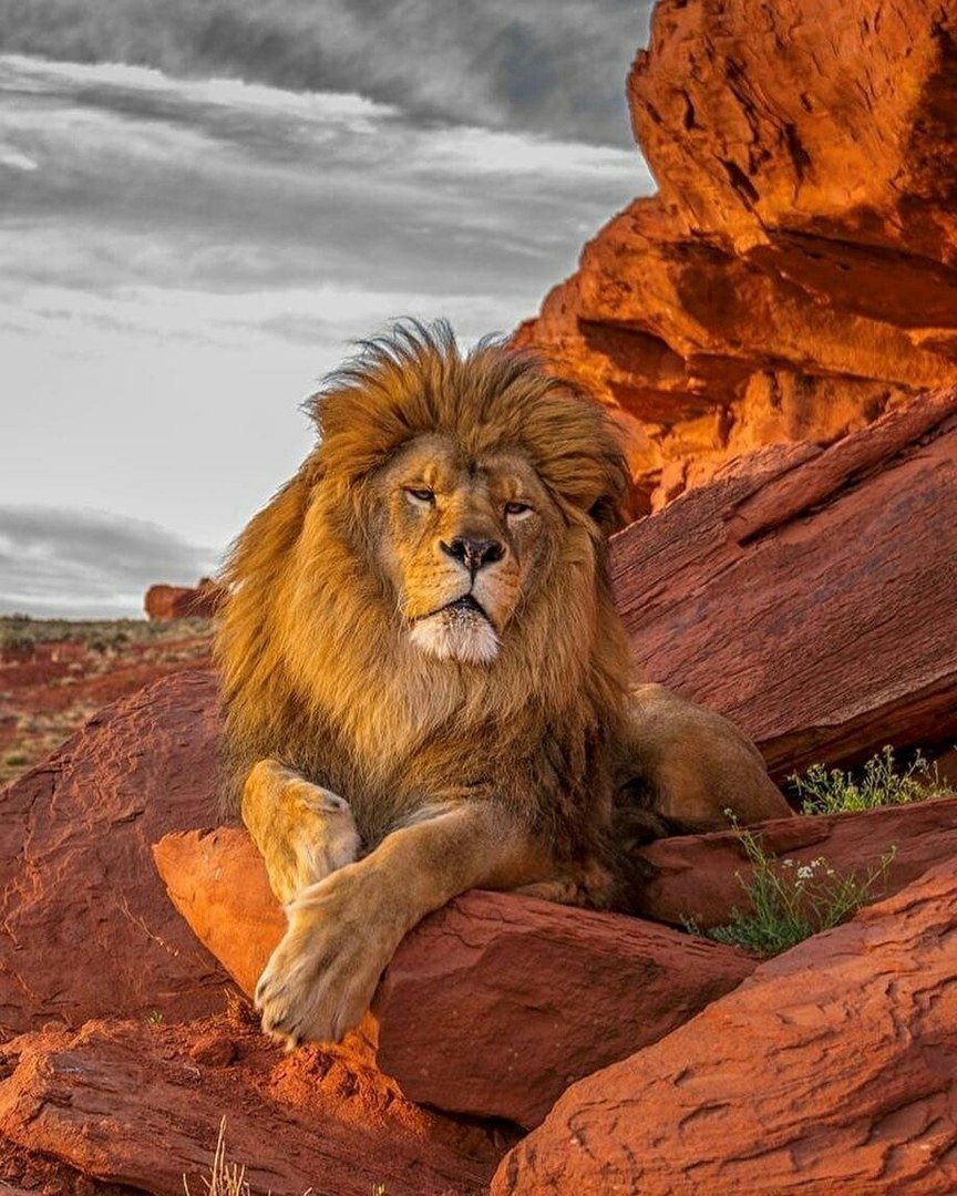 самые красивые фото и рисунки львов