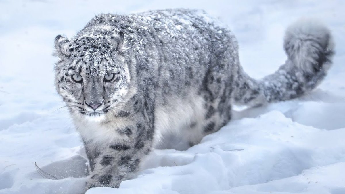 Снежный леопард Гималаи