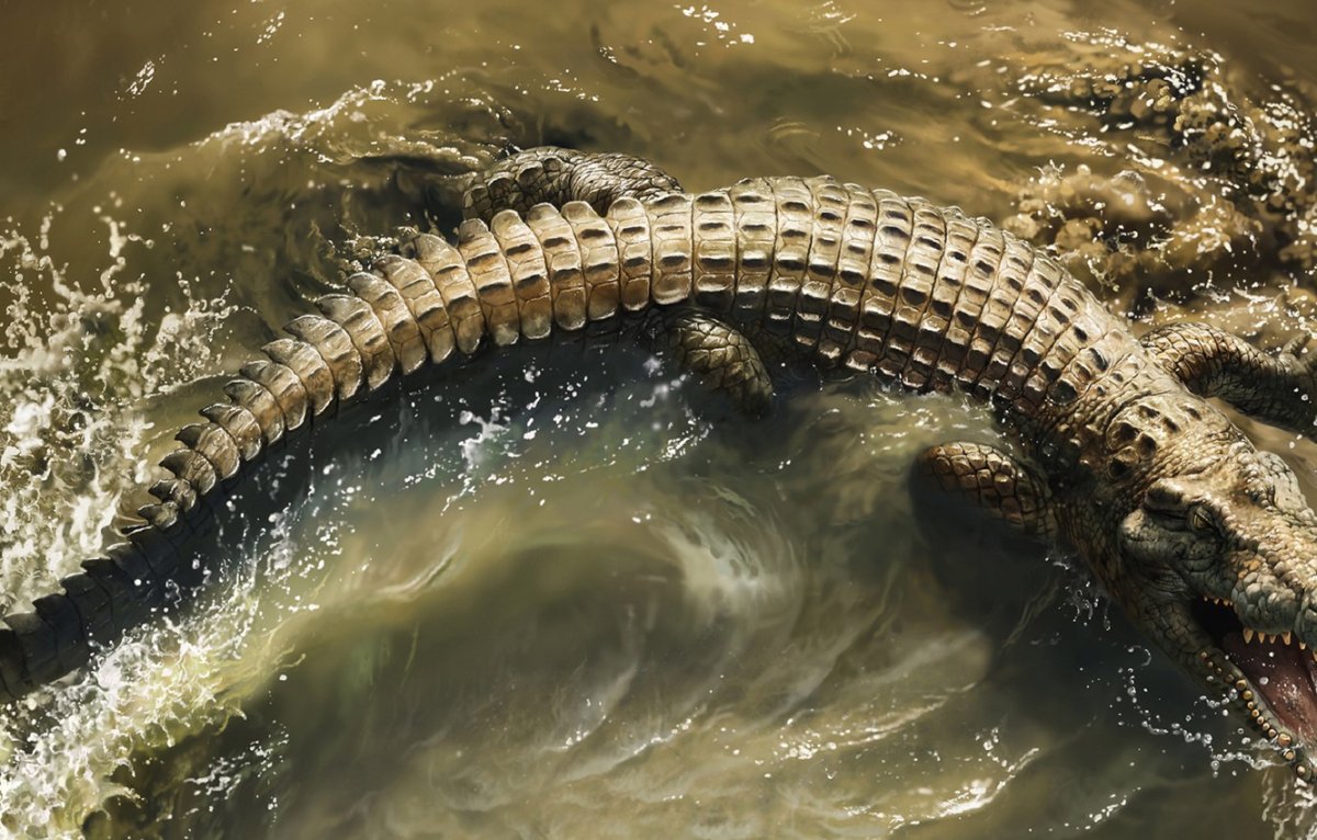 Крокодил вид сверху