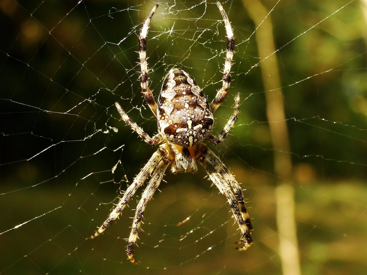 Крестовик четырёхпятнистый (Луговой) паук