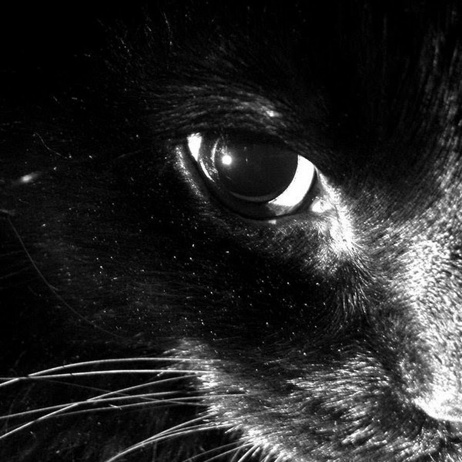 Грустная черная кошка