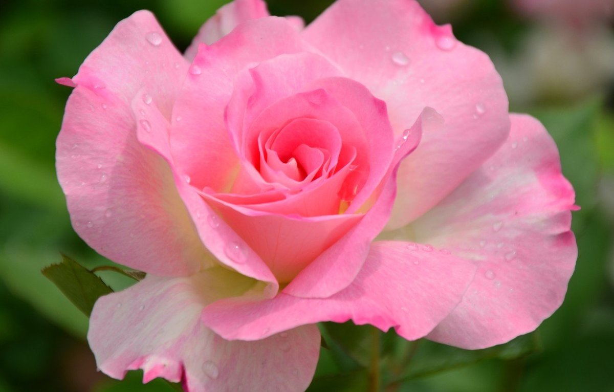 роза красивые картинки высокого разрешения