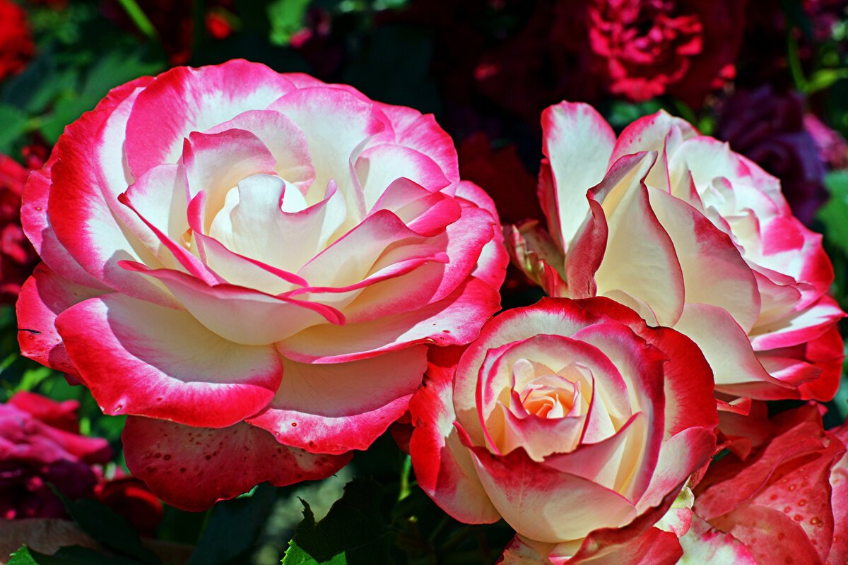 розы фото красивые необычные картинки