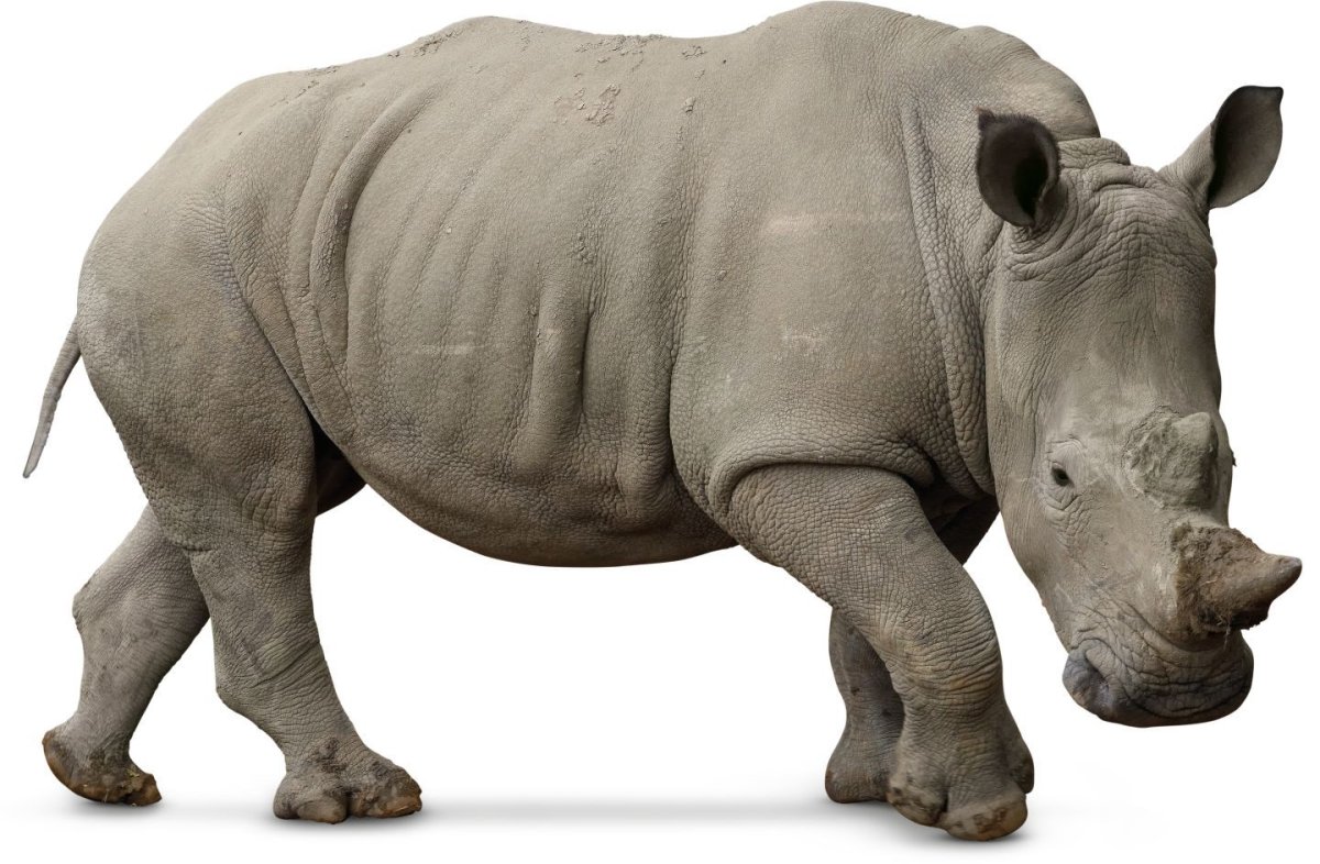 Изображение носорога для детей