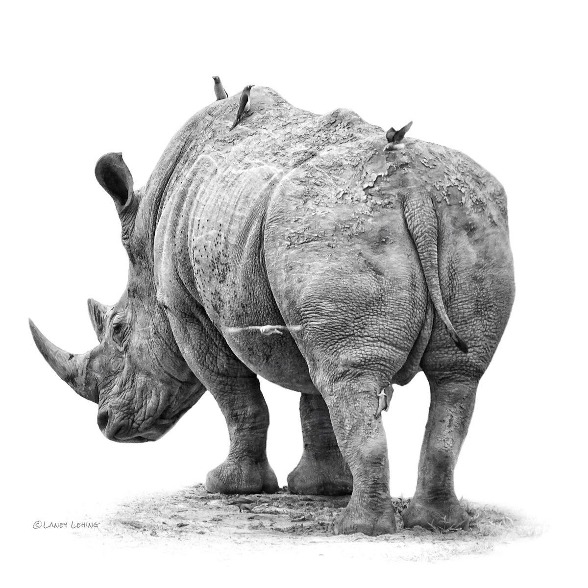 Носорог боком