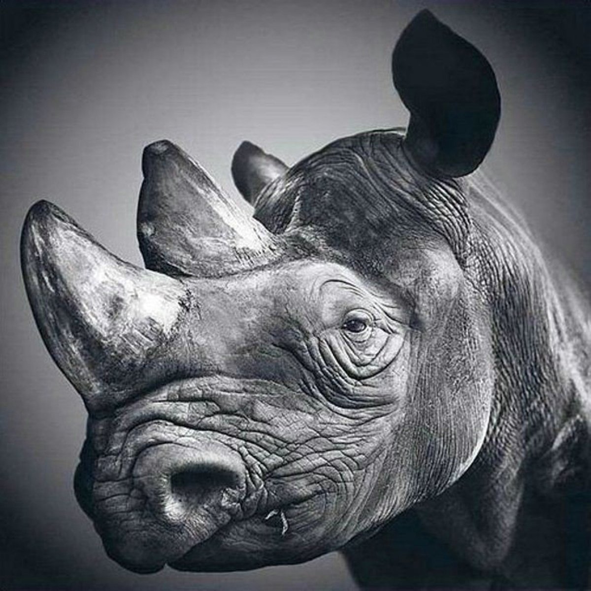 Носорог морда