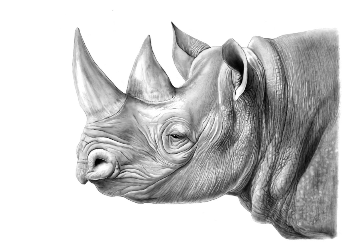 Голова носорога тату