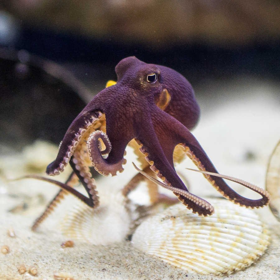 Головоногие моллюски осьминог