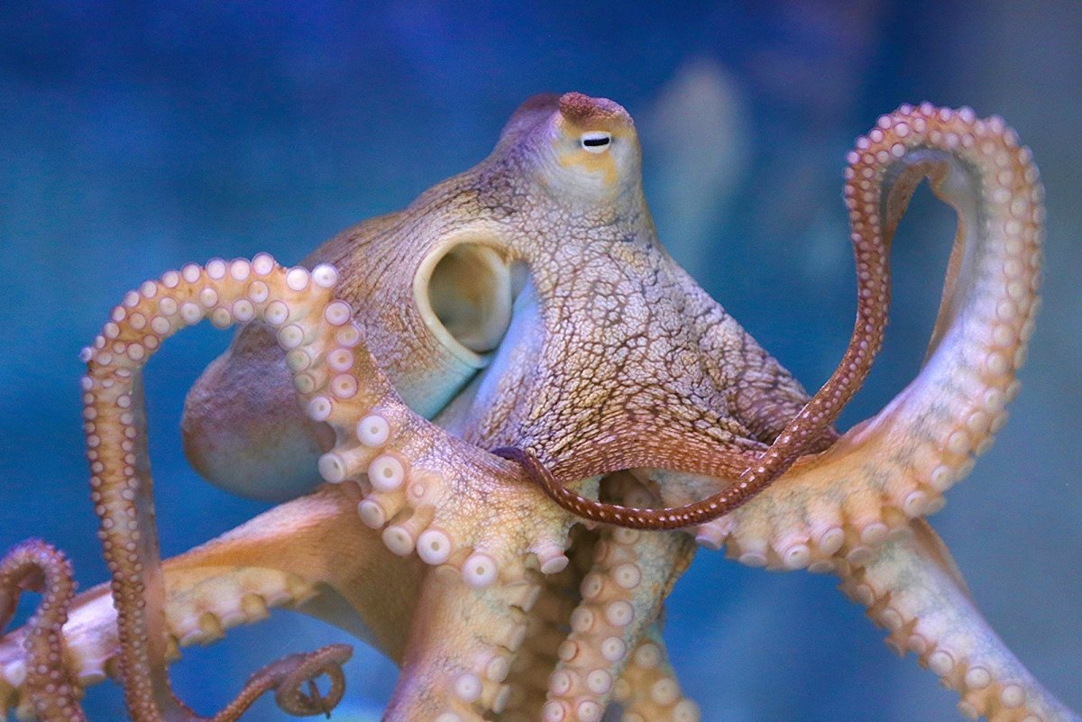 Осьминог Octopus cyanea