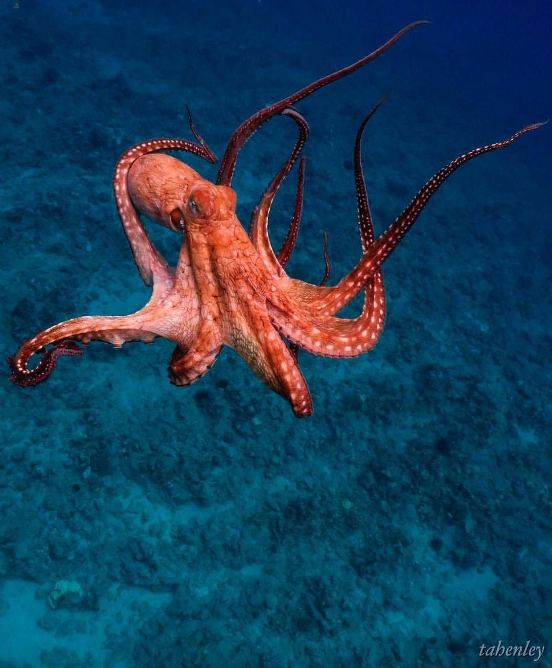Атлантический карликовый осьминог