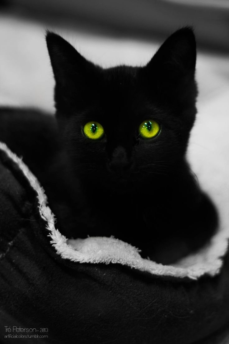 Чёрный котёнок с зелёными глазами