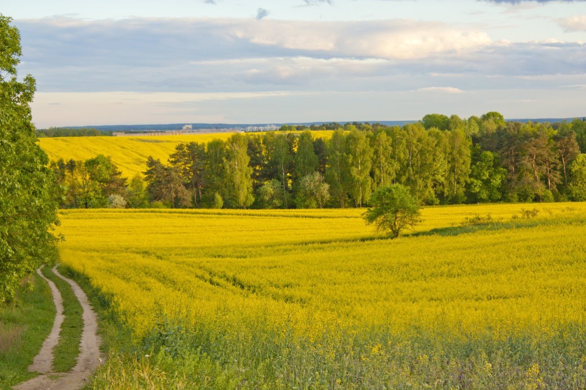 Фото полей беларуси