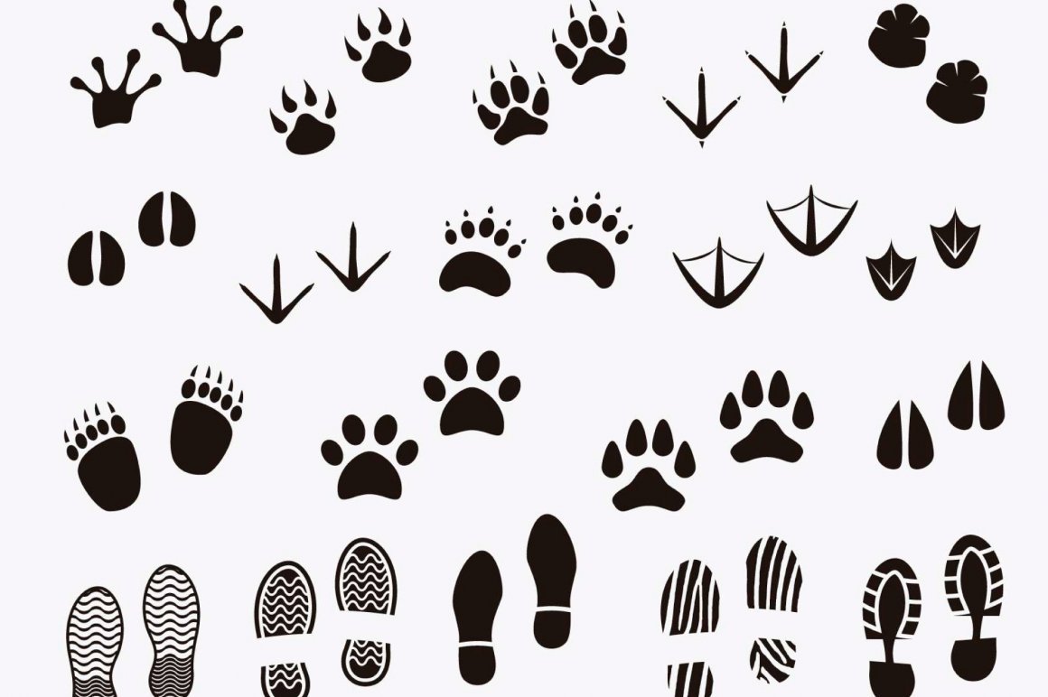 Отпечатки следов животных для детей