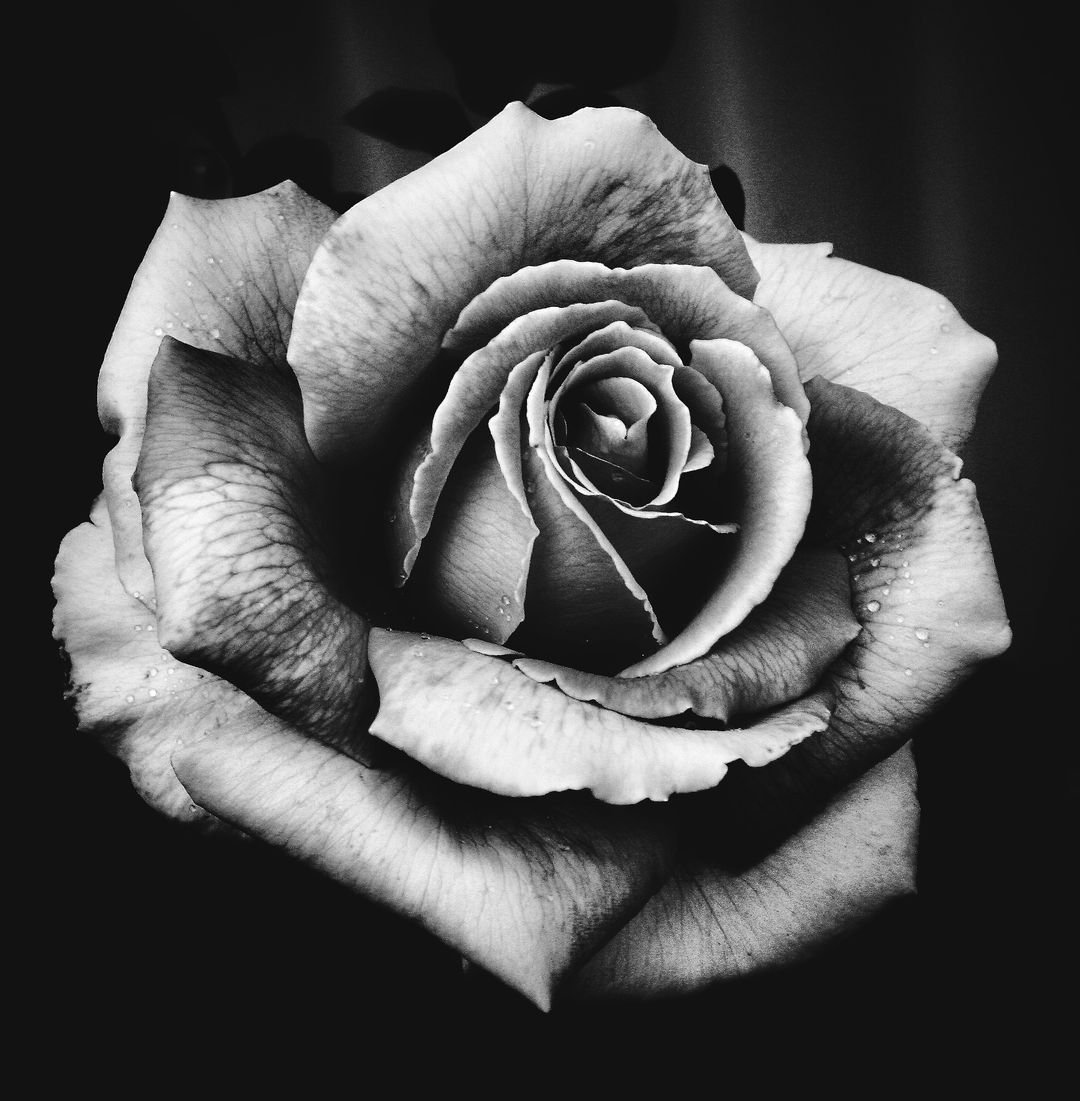 Черно белые картинки. Роза реализм. Роза чёрно белая. Черно белое. Серые розы.