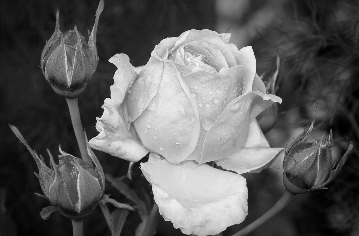 красивые картинки в черно белом цвете