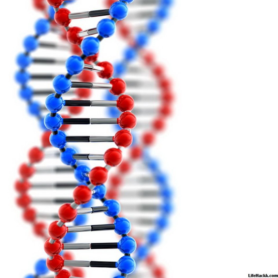Рисунок гена человека