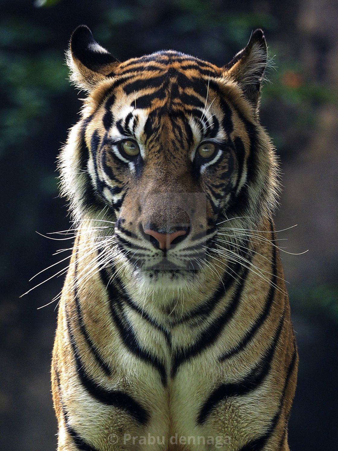 Фото тигра на аватарку