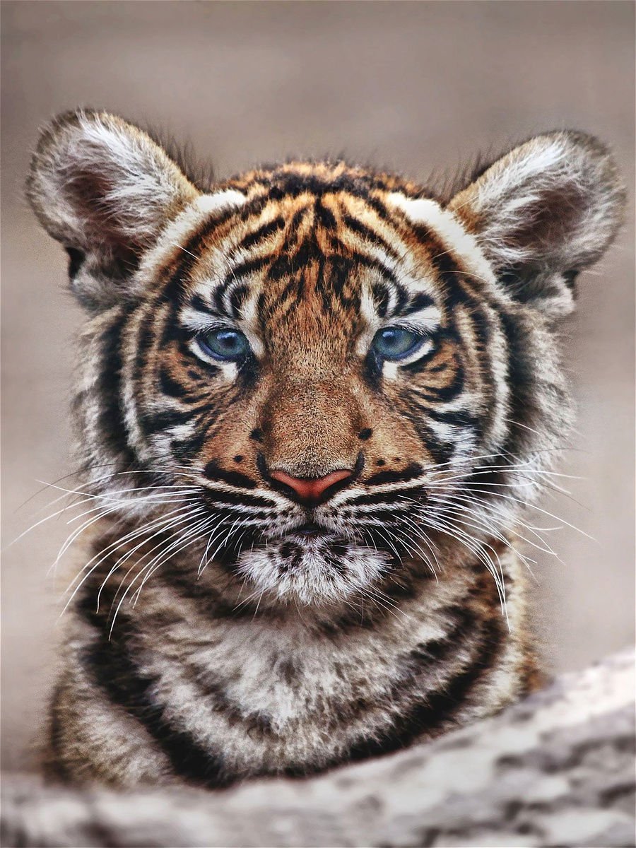 Ава тигра
