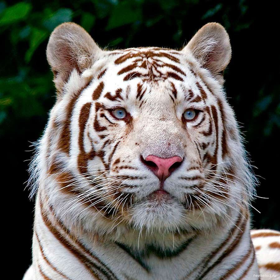 Белый тигр на аву