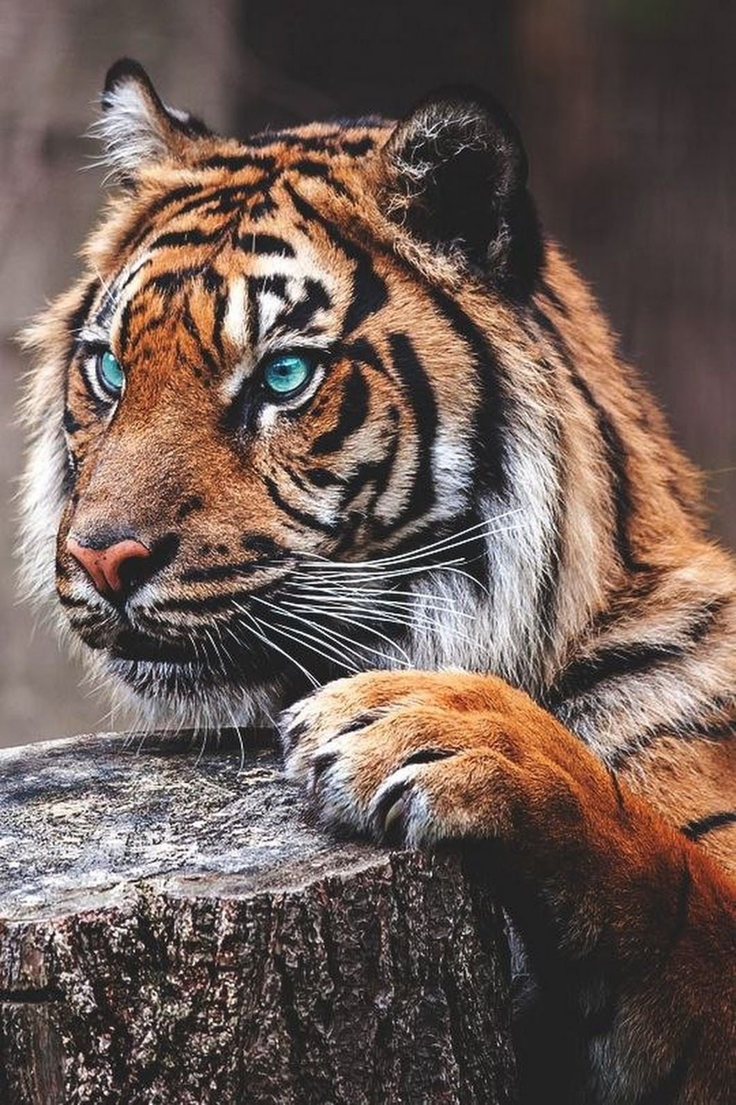 Фото тигра на аватарку