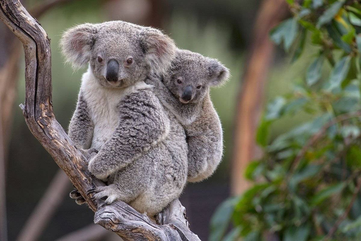 Семья коал фото