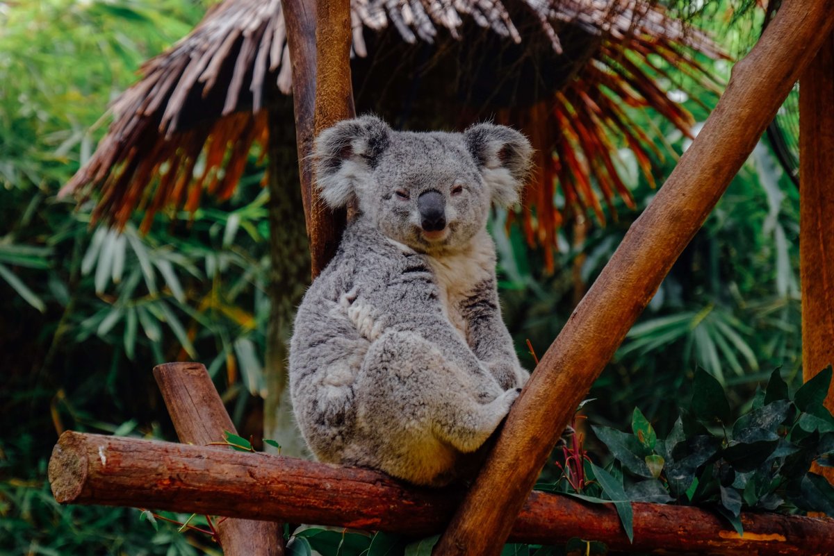 Коала красивые картинки