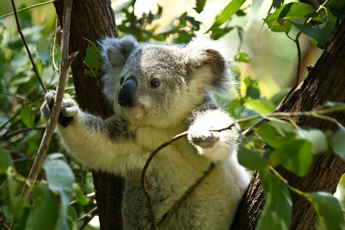 Фотография коалы. Сумчатый медведь коала Австралия. Эвкалипт в Австралии с коалой. Коала в эвкалиптовые леса. Мишка коала.