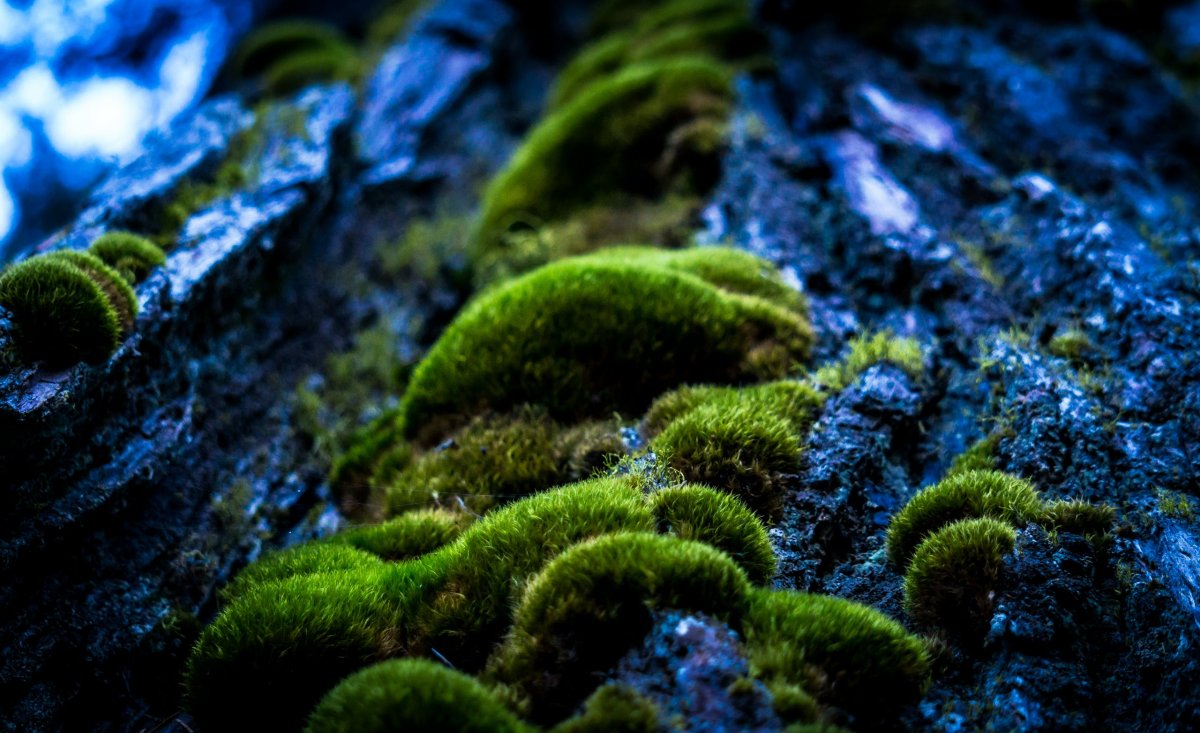 цвет зеленый мох фото