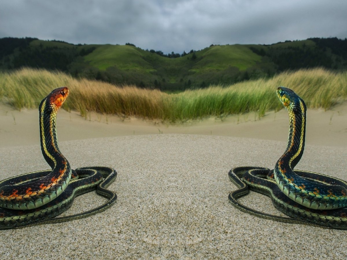 змеи планеты фото