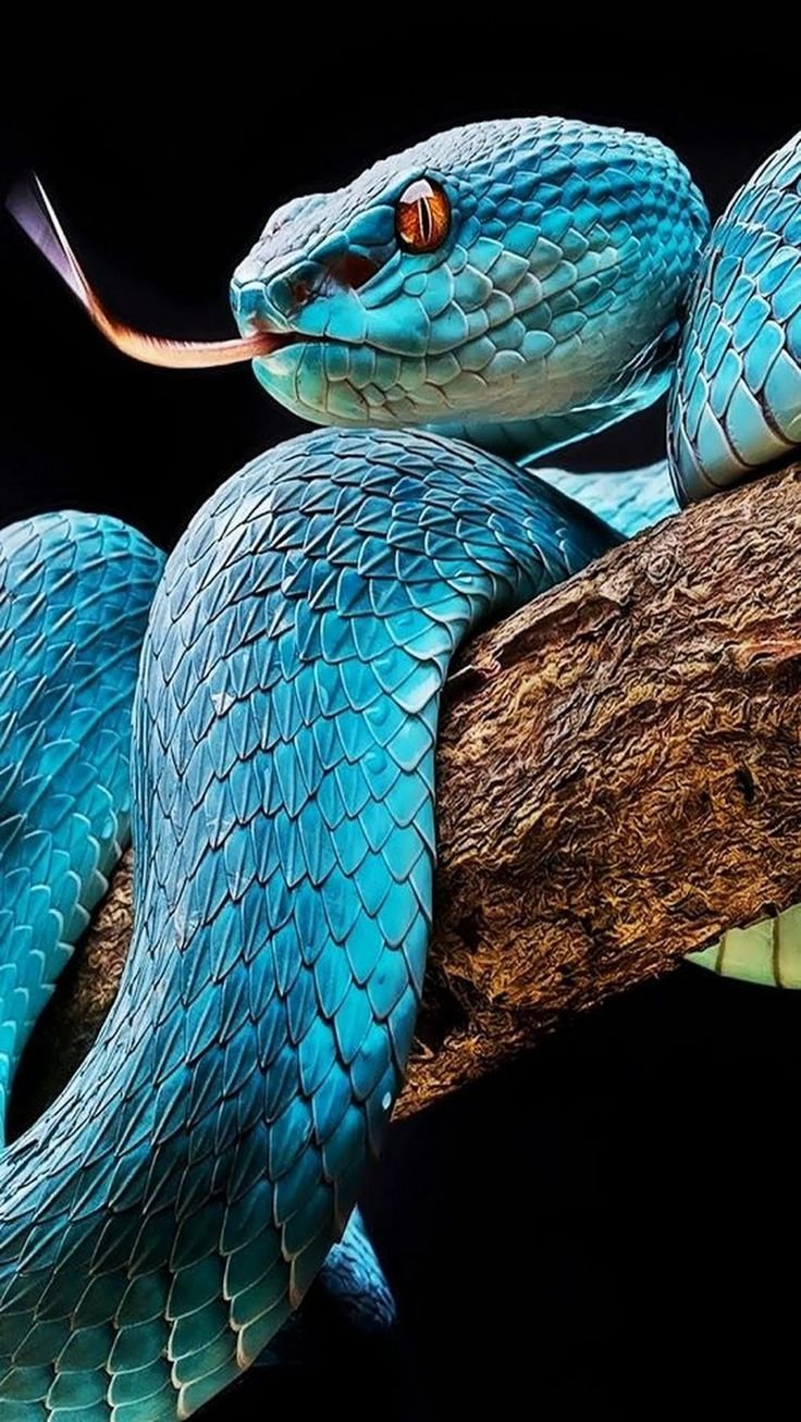 змеи планеты фото