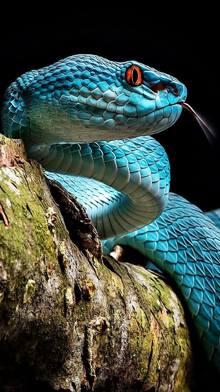 покажи фото змея