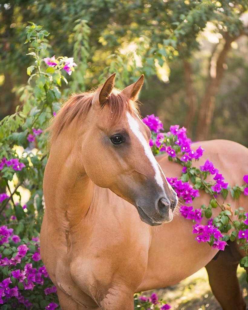фотографии коней и лошадей
