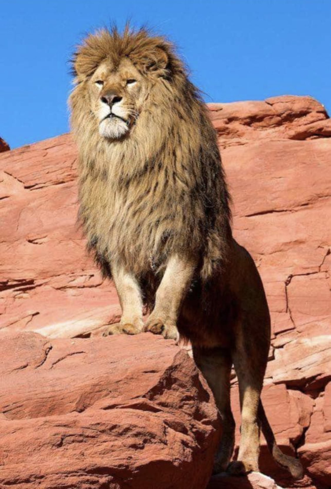 Юго Западный Африканский Лев