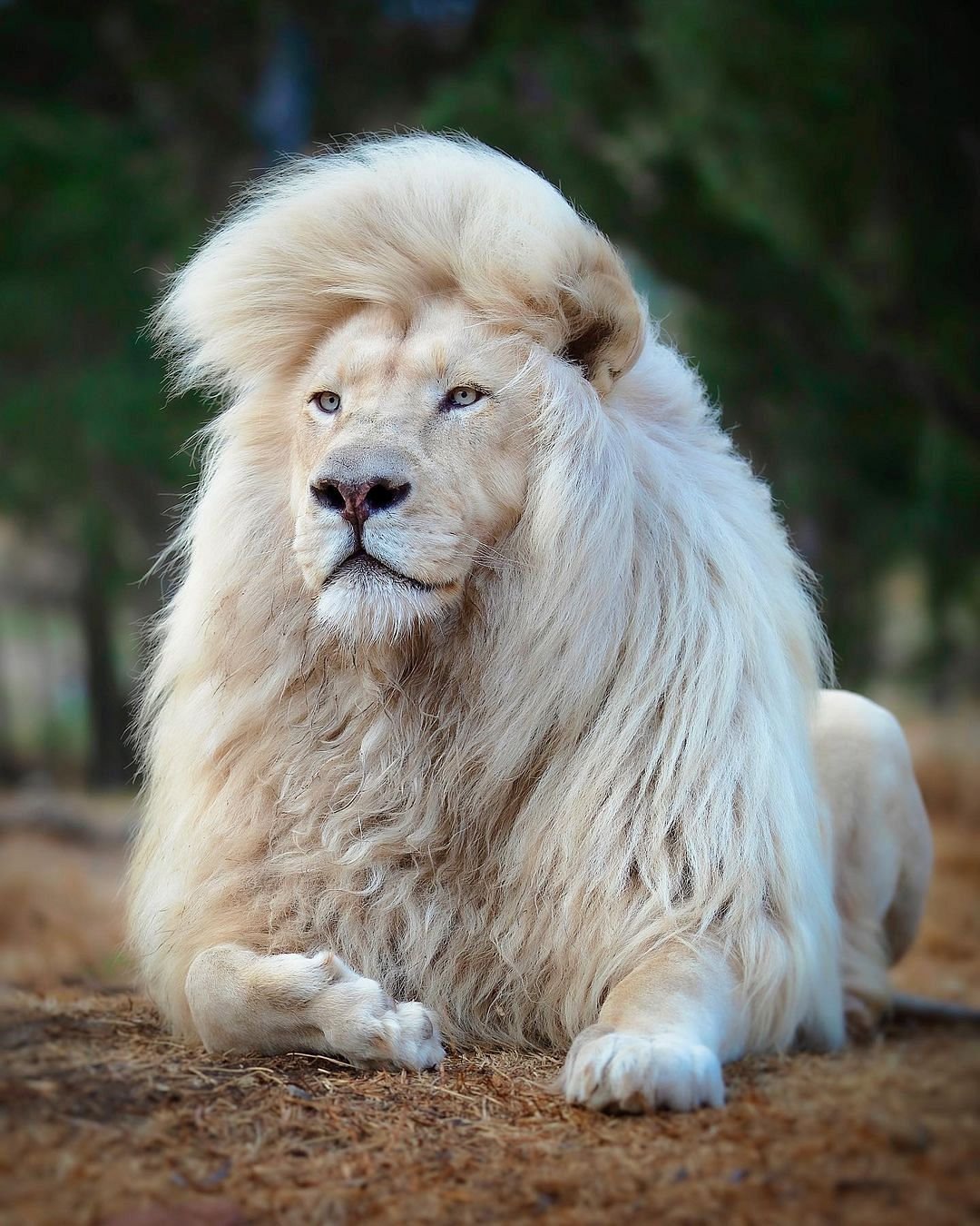 белый лев фото