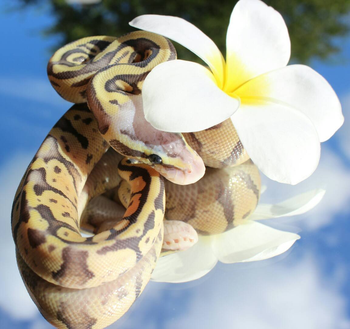 Цветок и змея