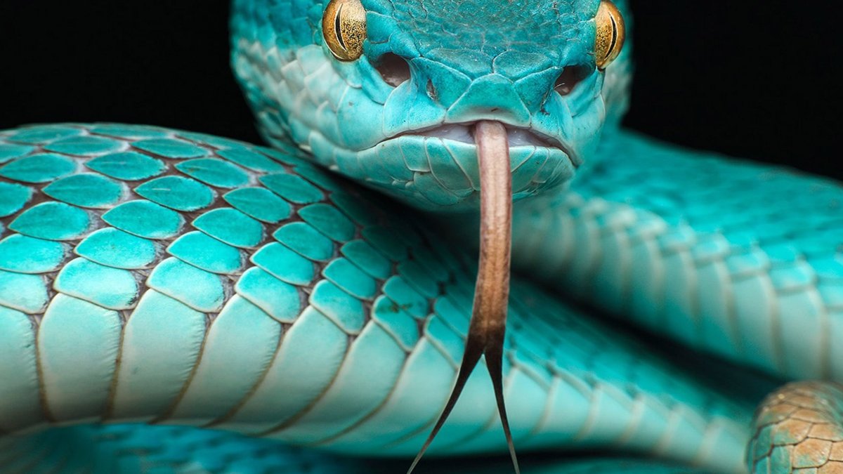 фото змей на телефон