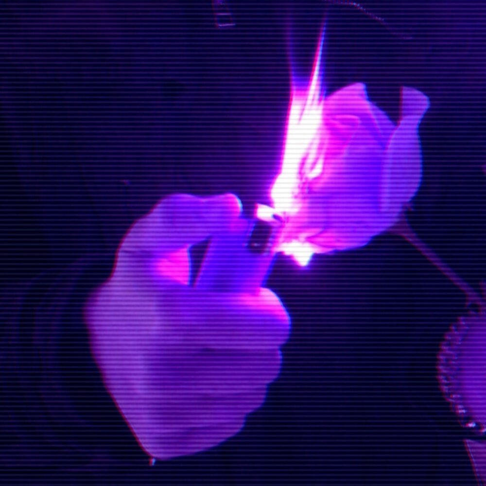 фиолетовые картинки из пинтереста